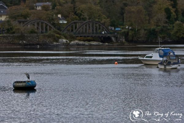 Kenmare Bay, The Ring of Kerry Kenmare Bay, The Ring of Kerry