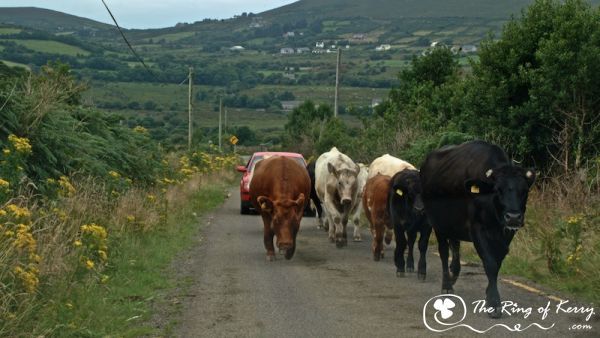 Traffic Jam in Glenbeigh, The Ring of Kerry Traffic Jam in Glenbeigh, The Ring of Kerry