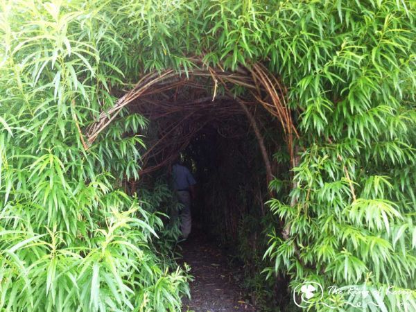 A willow tunnel in the sensory gardens in Sneem A willow tunnel in the sensory gardens in Sneem