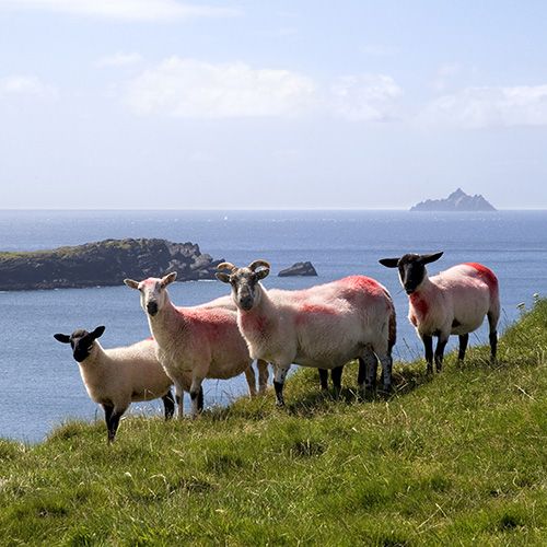 3-Day Cork, Blarney Castle, Ring of Kerry and Cliffs of Moher Rail Tour